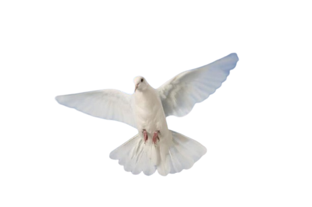 Image of white dove, serves as New Freedom Worship Center's logo